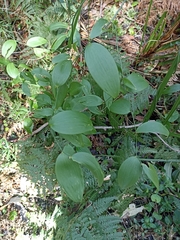 Asparagales