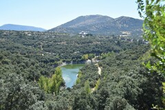 Quercus rotundifolia