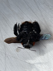 Xylocopa flavorufa