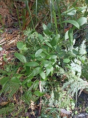 Asparagales