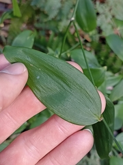 Asparagales