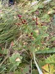 Hypericum maculatum