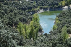 Quercus rotundifolia