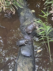 Trachemys stejnegeri