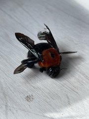 Xylocopa flavorufa