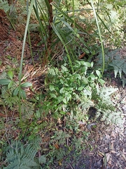 Asparagales