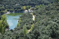 Quercus rotundifolia
