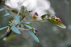Pittosporum bicolor