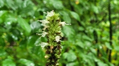 Agastache scrophulariifolia