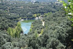 Quercus rotundifolia