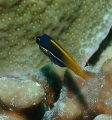 Ecsenius tricolor