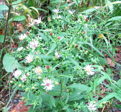 Symphyotrichum prenanthoides
