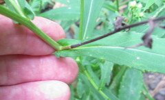 Symphyotrichum prenanthoides