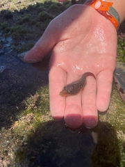 Lepadogaster lepadogaster