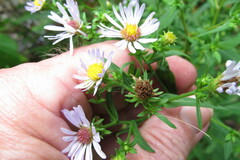 Symphyotrichum prenanthoides