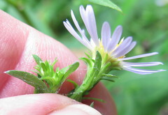 Symphyotrichum prenanthoides