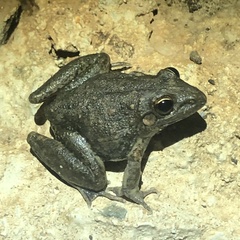 Litoria inermis