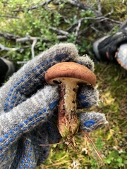Suillus spraguei
