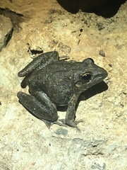 Litoria inermis