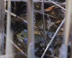 Pelophylax ridibundus