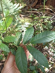 Ficus coronata
