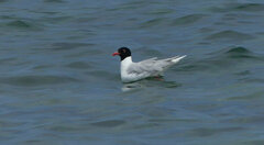 Ichthyaetus melanocephalus