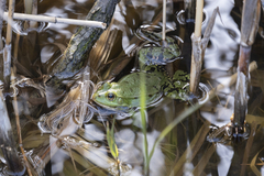 Pelophylax ridibundus