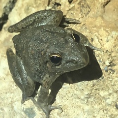 Litoria inermis