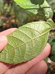 Ficus coronata
