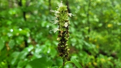 Agastache scrophulariifolia
