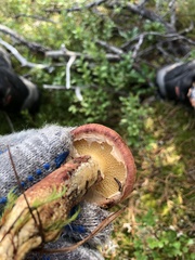 Suillus spraguei