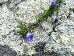 Campanula saxifraga