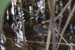 Pelophylax ridibundus