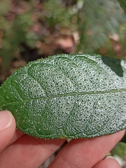 Ficus coronata