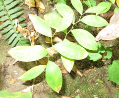 Uvularia sessilifolia