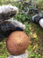 Suillus spraguei
