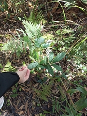Ficus coronata