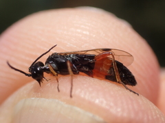 Allantus calceatus