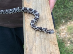 Pantherophis guttatus