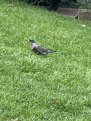 Columba palumbus
