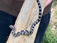 Pantherophis guttatus