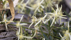 Clematis microphylla