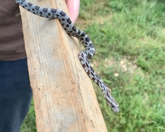 Pantherophis guttatus