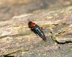 Quedius ruficollis