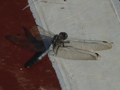 Orthetrum albistylum