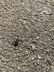 Leptoglossus oppositus