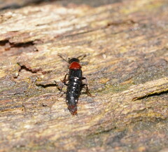 Quedius ruficollis