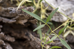 Clematis microphylla