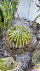 Kroenleinia grusonii