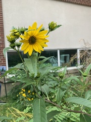 Helianthus grosseserratus
